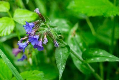 <i>Pulmonaria officinalis</i>