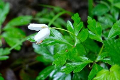 <i>Anemone nemorosa</i>
