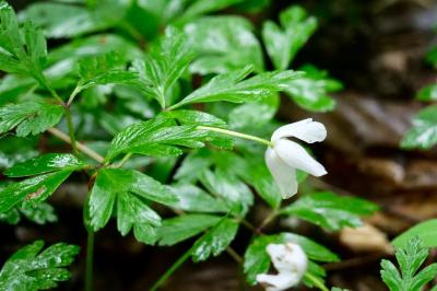 <i>Anemone nemorosa</i>