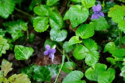 <i>Viola riviniana</i>