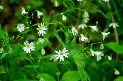 <i>Rabelera holostea</i>