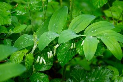<i>Polygonatum multiflorum</i>