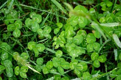 <i>Trifolium repens</i>