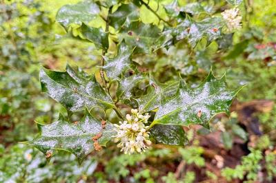 <i>Ilex aquifolium</i>