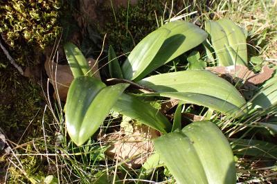 <i>Himantoglossum hircinum</i>