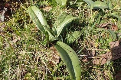 <i>Himantoglossum hircinum</i>