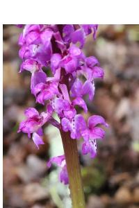 <i>Orchis mascula</i>