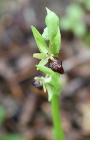 <i>Ophrys aranifera</i>