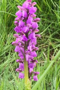 <i>Anacamptis morio</i>