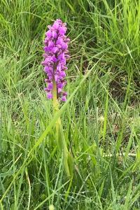 <i>Anacamptis morio</i>