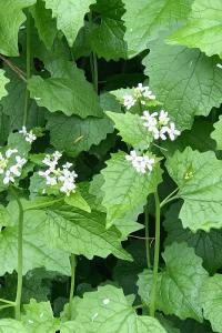 <i>Alliaria petiolata</i>