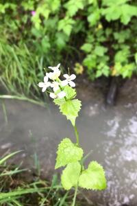<i>Alliaria petiolata</i>