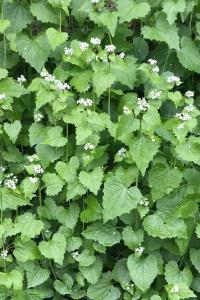 <i>Alliaria petiolata</i>
