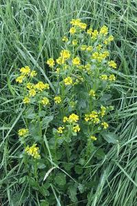 <i>Barbarea vulgaris</i>