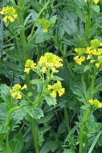 <i>Barbarea vulgaris</i>