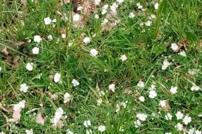 <i>Potentilla sterilis</i>