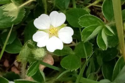 <i>Potentilla sterilis</i>