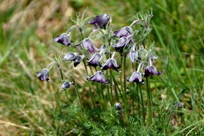 <i>Pulsatilla rubra</i>