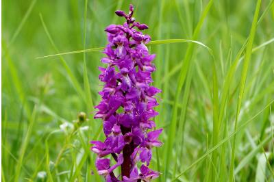 <i>Orchis mascula</i>
