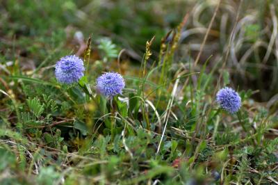 <i>Globularia bisnagarica</i>