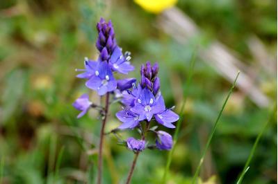 <i>Veronica saturejifolia</i>