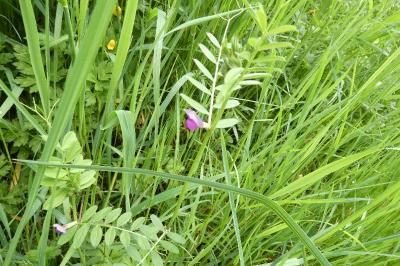 <i>Vicia sativa</i>