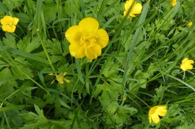 <i>Ranunculus repens</i>