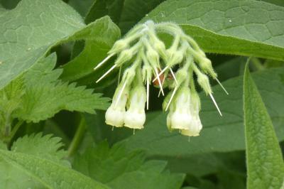 <i>Symphytum officinale</i>