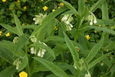 <i>Symphytum officinale</i>