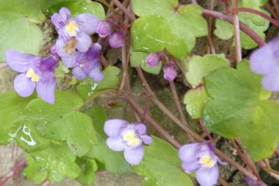 <i>Cymbalaria muralis</i>