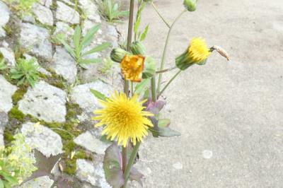 <i>Sonchus oleraceus</i>
