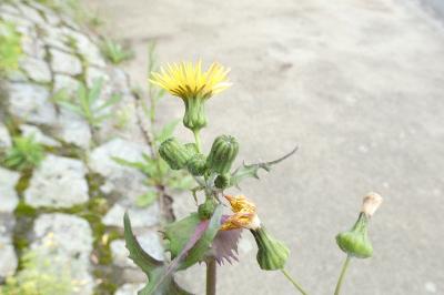 <i>Sonchus oleraceus</i>