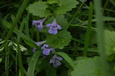 <i>Glechoma hederacea</i>