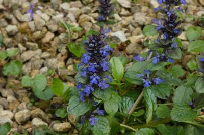 <i>Ajuga reptans</i>