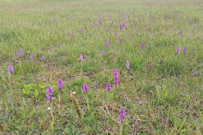 <i>Anacamptis morio</i>