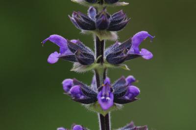 <i>Salvia verbenaca</i>