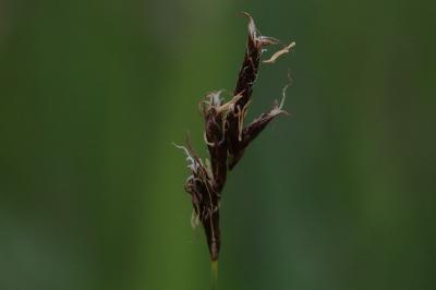 <i>Carex praecox</i>