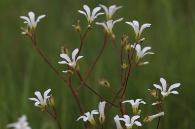 <i>Saxifraga granulata</i>