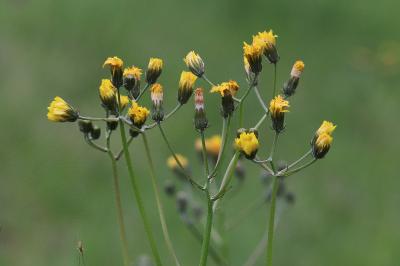 <i>Crepis vesicaria</i>