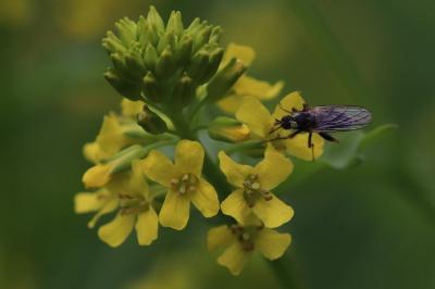 <i>Barbarea vulgaris</i>