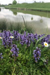 <i>Ajuga reptans</i>