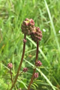 <i>Poterium sanguisorba</i>