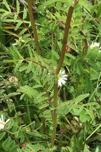 <i>Poterium sanguisorba</i>