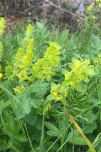 <i>Cruciata laevipes</i>
