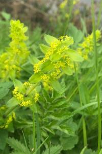 <i>Cruciata laevipes</i>