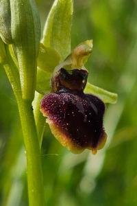 <i>Ophrys aranifera</i>