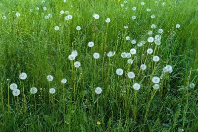 <i>Taraxacum officinale</i>