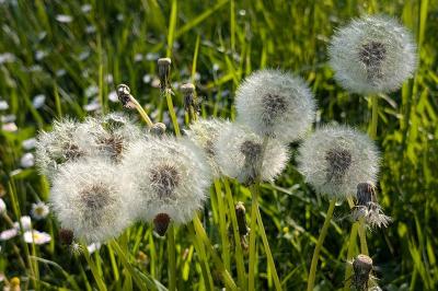 <i>Taraxacum officinale</i>