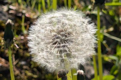 <i>Taraxacum officinale</i>