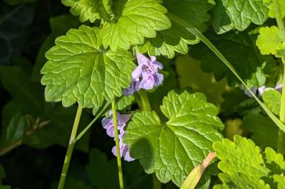 <i>Glechoma hederacea</i>